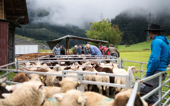 Schafmarkt Guttannen
