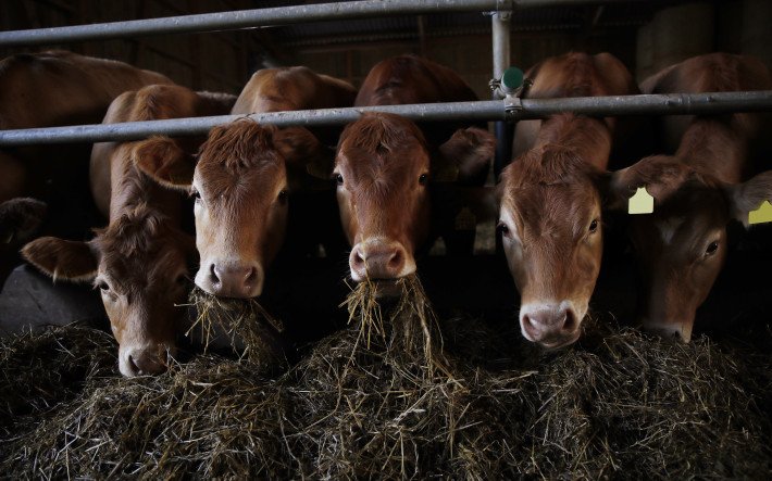 Kühe am Fressen.jpeg